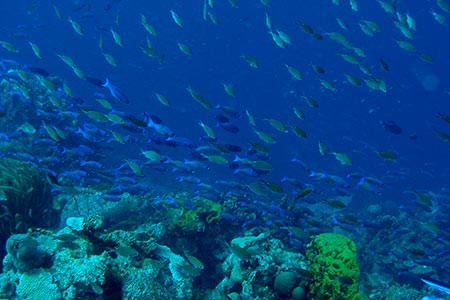 Đến năm 2008, các chuyên gia đang theo dõi tảng băng trôi khổng lồ A53 sắp tan gần đảo South Georgia thì bất ngờ thu được âm thanh "bloop".