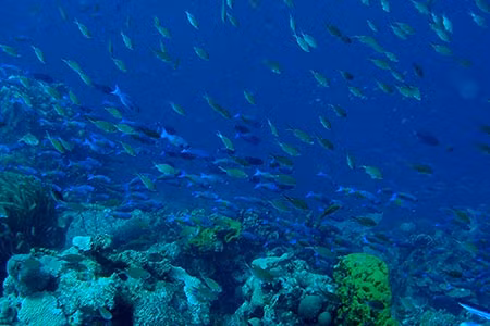 Đến năm 2008, các chuyên gia đang theo dõi tảng băng trôi khổng lồ A53 sắp tan gần đảo South Georgia thì bất ngờ thu được âm thanh "bloop".