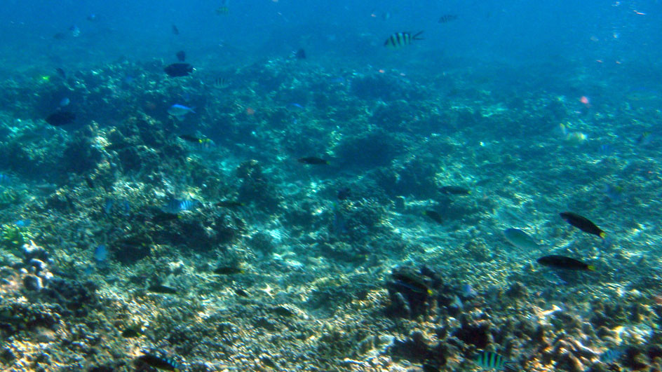 Trong khi đó, âm thanh "bloop" có thể truyền được xa lên tới 5.000 km. Với con số này, các chuyên gia suy đoán nếu "The Bloop" là âm thanh phát ra từ nguồn gốc sinh vật thì đó phải là một quái vật khổng lồ hay sinh vật ngoài hành tinh mà giới khoa học chưa từng biết đến.