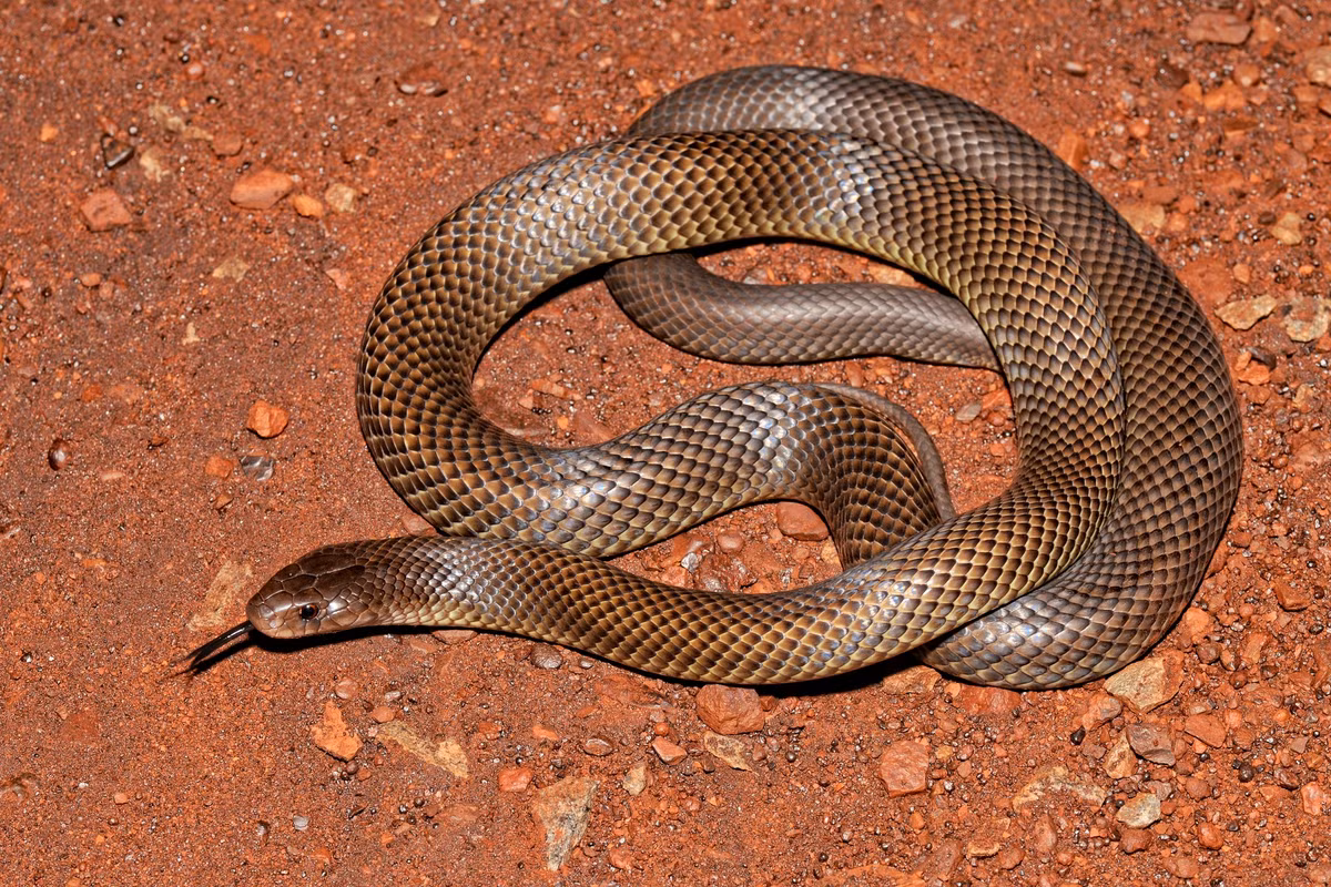 Các chuyên gia suy đoán có thể những con rắn độc này đi săn mồi ban đêm và vô tình nhìn thấy con người đang ngủ nên tấn công họ.