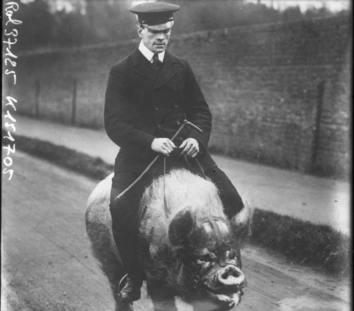 Người đàn ông ung dung cưỡi lợn đi dạo trên đường phố năm 1912.