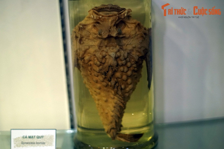 Tiêu bản cá mặt quỷ (Synanceia horrida), thu thập ở Khánh Hòa. Loài cá này nổi tiếng với vẻ ngoài giống một hòn đá xù xì - hình thức ngụy trang dưới đáy biển. Những chiếc gai trên lưng và hậu môn cá mặt quỷ có độc tố mạnh có thể gây chết người. Dù vậy thịt của chúng lại ngon tuyệt.