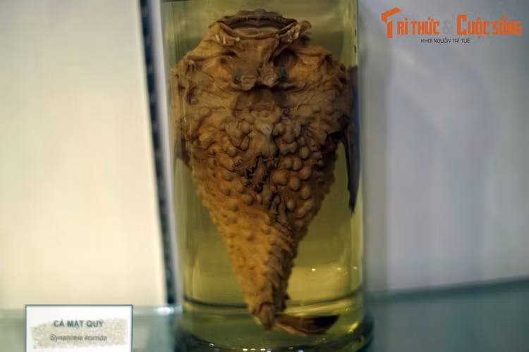 Tiêu bản cá mặt quỷ (Synanceia horrida), thu thập ở Khánh Hòa. Loài cá này nổi tiếng với vẻ ngoài giống một hòn đá xù xì - hình thức ngụy trang dưới đáy biển. Những chiếc gai trên lưng và hậu môn cá mặt quỷ có độc tố mạnh có thể gây chết người. Dù vậy thịt của chúng lại ngon tuyệt.