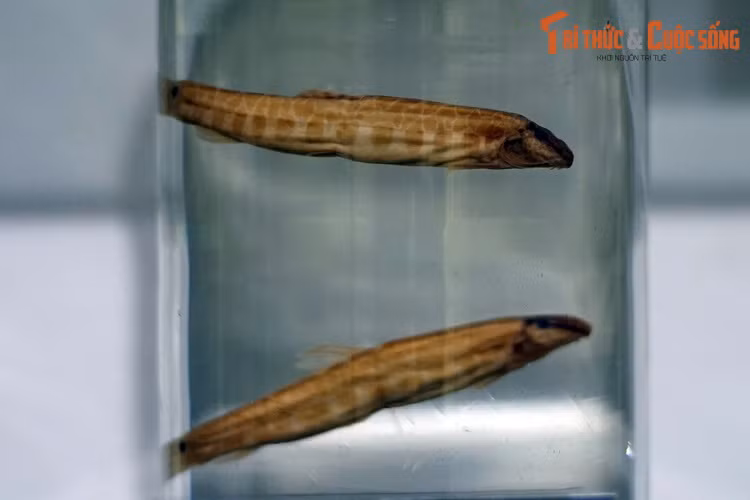 Tiêu bản cá chạch hoa (Cobitis laoensis), thu thập ở Vĩnh Phúc. Loài cá nước ngọt này săn mồi ở tầng đáy bằng các xúc tu ở trước miệng. Chúng được đánh bắt để làm thực phẩm ở nhiều địa phương.