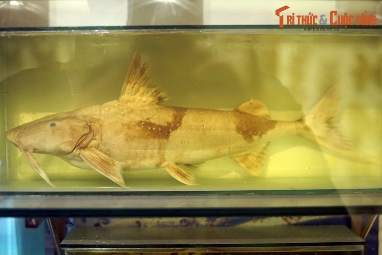 Tiêu bản cá chiên (Bagarius rutilus), thu thập ở Hà Giang. Loài cá da trơn này có thể dài đến 1 mét, nặng cả chục kg, rất có giá trị kinh tế vì thịt ngon và hiếm gặp. Ở Việt Nam, chúng còn được biết đến với biệt danh "thủy quái sông Đà".