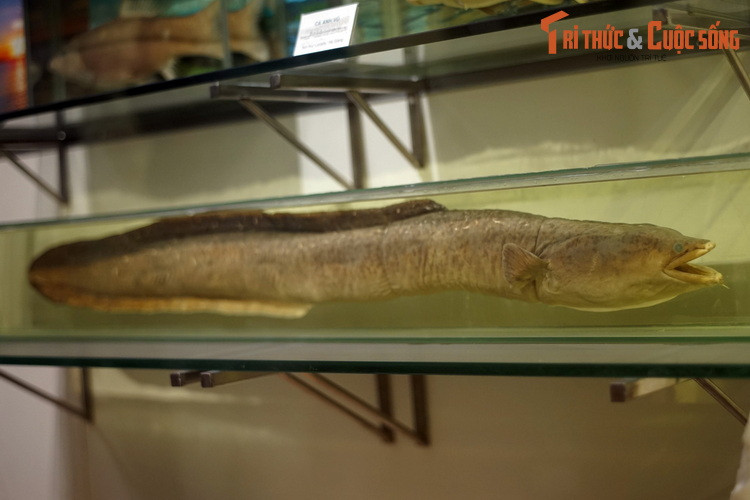 Tiêu bản cá chình hoa (Anguilla marmorata), thu thập ở Quảng Ngãi. Loài cá này có chu kỳ sống rất đặc biệt: Sinh trưởng trong nước ngọt đến tuổi trưởng thành thì di cư ra biển để sinh sản. Cá chình con dạt vào cửa sông, theo dòng nước ngọt di cư lên thượng nguồn các sông, suối, hồ...