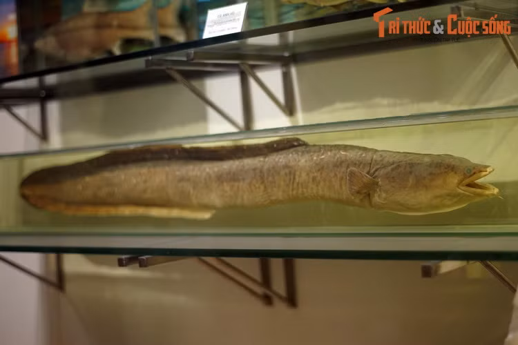 Tiêu bản cá chình hoa (Anguilla marmorata), thu thập ở Quảng Ngãi. Loài cá này có chu kỳ sống rất đặc biệt: Sinh trưởng trong nước ngọt đến tuổi trưởng thành thì di cư ra biển để sinh sản. Cá chình con dạt vào cửa sông, theo dòng nước ngọt di cư lên thượng nguồn các sông, suối, hồ...