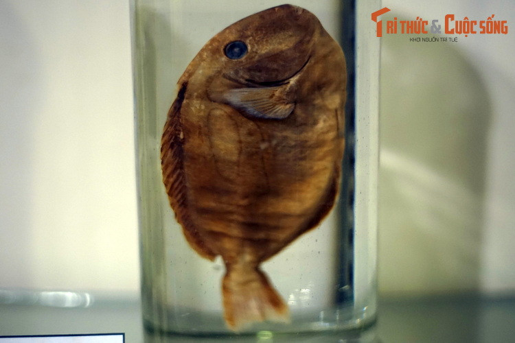 Tiêu bản cá đuôi gai xanh (Paracanthurus hepatus), thu thập ở Khánh Hòa. Đây là loài cá thường gặp ở các rạn san hô khu vực Thái Bình Dương - Ấn Độ Dương. Chúng cũng được ưa chuộng trong bể thủy sinh nước mặt do có màu xanh lam quyến rũ.