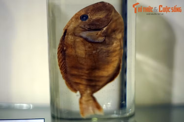 Tiêu bản cá đuôi gai xanh (Paracanthurus hepatus), thu thập ở Khánh Hòa. Đây là loài cá thường gặp ở các rạn san hô khu vực Thái Bình Dương - Ấn Độ Dương. Chúng cũng được ưa chuộng trong bể thủy sinh nước mặt do có màu xanh lam quyến rũ.