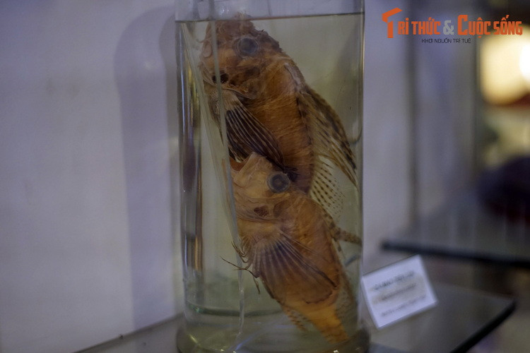 Tiêu bản cá mao tiên lửa (Dendrochirus zebra), thu thập ở Khánh Hòa. Đây là một trong những loài cá biển có hình thù ấn tượng nhất, với những tia vây dài rực rữo màu sắc. Tương tự cá mặt quỷ, những chiếc gai trên vây lưng của cá mao tiên lửa chứa độc tố, gây nguy hiểm với con người.