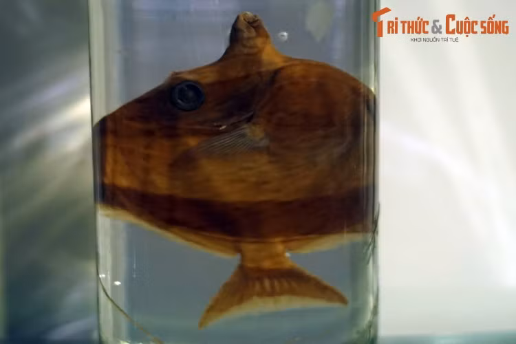 Tiêu bản cá thù lù (Zanclus cornutus), thu thập ở Khánh Hòa. Có hình dáng độc đáo, loài cá biển này rất phổ biến trong các bể thủy sinh nước mặn. Sự nổi tiếng của chúng tăng lên trong những năm gần đây nhờ bộ phim hoạt hình Finding Nemo.