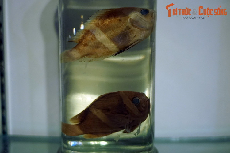 Tiêu bản cá khoang cổ Clarkii (Amphiprion clarkii), thu thập ở Khánh Hòa. Là một loài cá hề, cá khoang cổ Clarkii cũng sống bám vào hải quỷ. Chúng có thể tạo ra âm thanh vào thời điểm sinh sản hay để thể hiện tính hiếu chiến, như khi lãnh thổ bị xâm nhập.