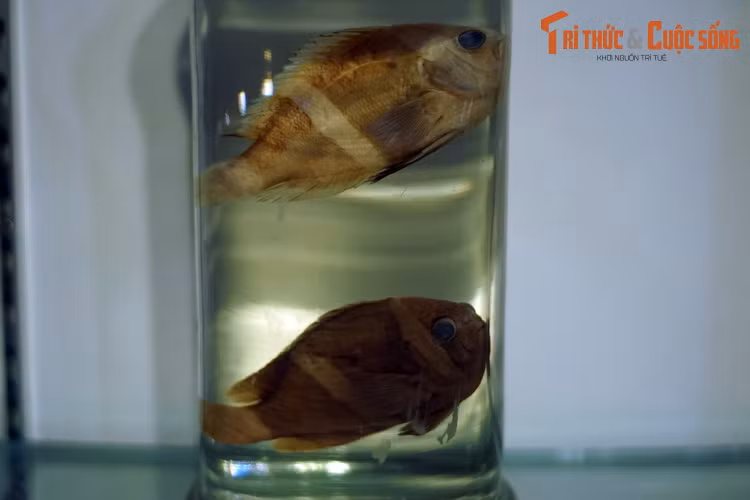 Tiêu bản cá khoang cổ Clarkii (Amphiprion clarkii), thu thập ở Khánh Hòa. Là một loài cá hề, cá khoang cổ Clarkii cũng sống bám vào hải quỷ. Chúng có thể tạo ra âm thanh vào thời điểm sinh sản hay để thể hiện tính hiếu chiến, như khi lãnh thổ bị xâm nhập.