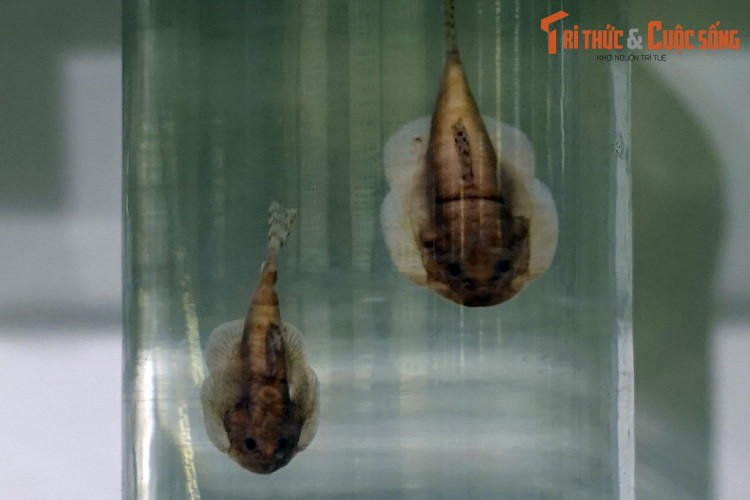 Tiêu bản cá đép ngắn (Sewellia breviventralis), thu thập ở Quảng Ngãi. Loài cá nhỏ hình dáng lạ mắt này thường bám trên đá ở dưới đáy sông suối, cơ thể có nhiều đốm trông khá bắt mắt. Chúng được nuôi phổ biến trong bể thủy sinh trên khắp thế giới.