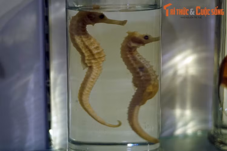 Tiêu bản cá ngựa gai trắng (Hippocampus kelloggi), thu thập ở Nha Trang. Cá ngựa được coi là nhóm cá kỳ lạ bậc nhất, với nhiều đặc điểm có 1-0-2 về hình dạng cũng như tập tính. Các con đực của loài cá biển này có một túi da trước bụng để mang thai và ấp trứng.