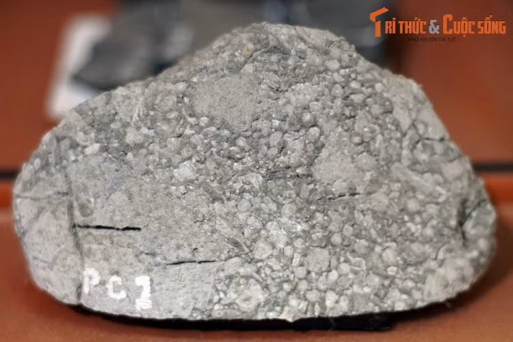 Vỉa xác trùng thoi và huệ biển kỷ Permy hạ (hơn 250 triệu năm trước), thu thập ở núi Đá Pháp, phố cổ Đồng Văn, Hà Giang.