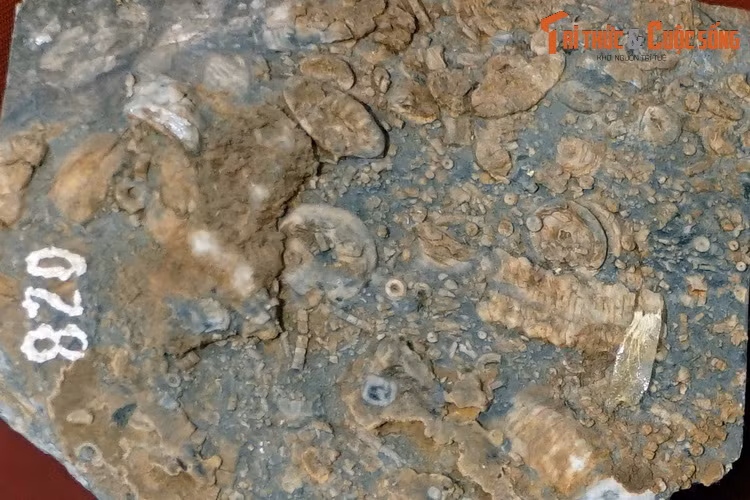 Hóa thạch loài huệ biển cổ sinh Cyclocyclicus pentagonocyclicus, thu thập ở núi đá vôi Ngũ Hành Sơn, Đà Nẵng.