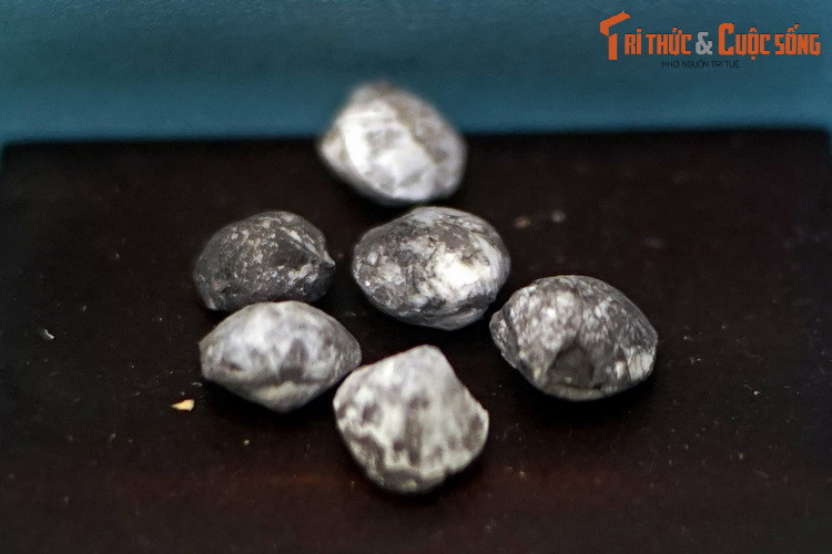 Hóa thạch loài Actinoconchus cf. paradoxus, thu thập ở sườn bắc núi Voi, An Lão, Hải Phòng. Actinoconchus là một chi đã tuyệt chủng của động vật tay cuộn sống từ kỷ Carboniferous đến kỷ Permi muộn, hơn 250 triệu năm trước.