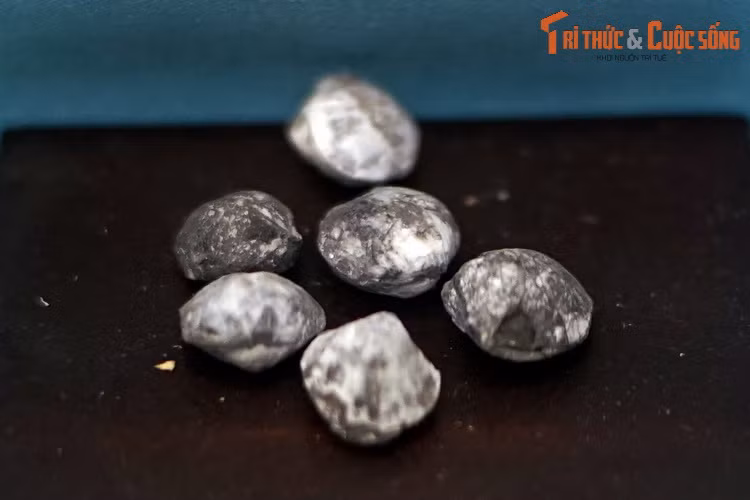 Hóa thạch loài Actinoconchus cf. paradoxus, thu thập ở sườn bắc núi Voi, An Lão, Hải Phòng. Actinoconchus là một chi đã tuyệt chủng của động vật tay cuộn sống từ kỷ Carboniferous đến kỷ Permi muộn, hơn 250 triệu năm trước.