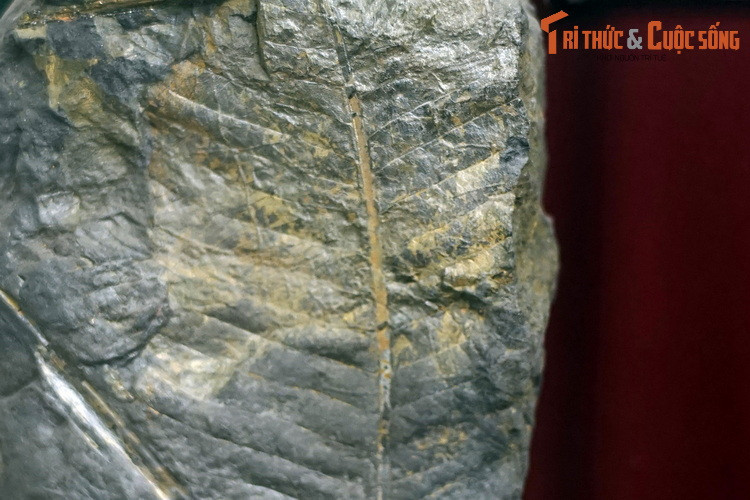 Hóa thạch thực vật bể than Hòn Gai, thu thập ở Hòn Gai, Quảng Ninh.