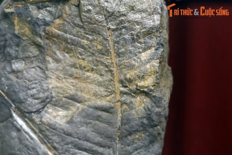 Hóa thạch thực vật bể than Hòn Gai, thu thập ở Hòn Gai, Quảng Ninh.