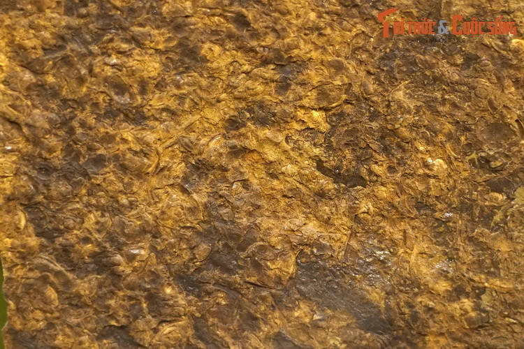 Vỉa xác bọ ba thùy, thu thập ở Lũng Cú, Đồng Văn, Hà Giang. Bọ ba thùy là một lớp động vật chân khớp sống ở biển, thịnh vượng vào khoảng 300 triệu năm trước.