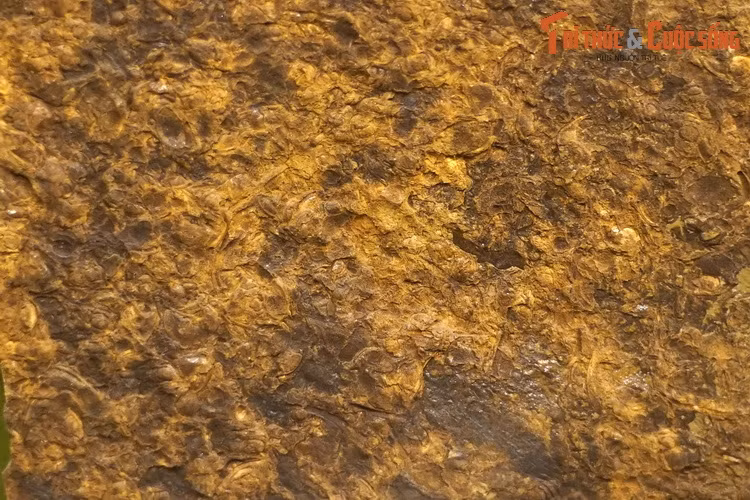 Vỉa xác bọ ba thùy, thu thập ở Lũng Cú, Đồng Văn, Hà Giang. Bọ ba thùy là một lớp động vật chân khớp sống ở biển, thịnh vượng vào khoảng 300 triệu năm trước.