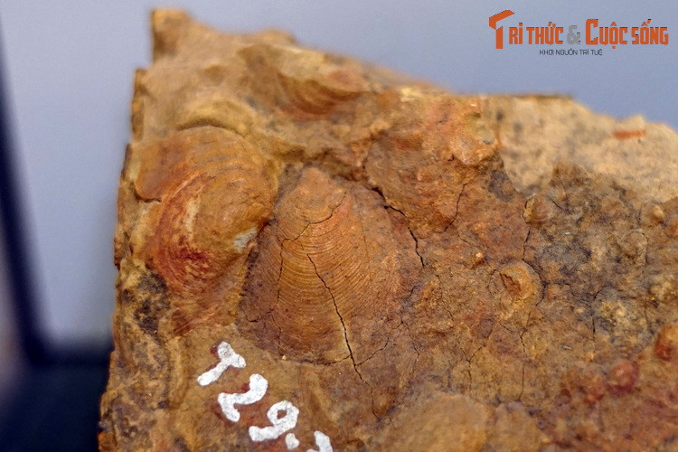 Hóa thạch loài Claraia wangi, thu thập ở Sảng Tủng, Đồng Văn, Hà Giang. Claraia là một chi động vật thân mềm hai mảnh vỏ giống sò đã tuyệt chủng, sống từ giai đoạn Capitan của kỷ Permi muộn đến giai đoạn Anisian của kỷ Triat giữa, 266-237 triệu năm trước.