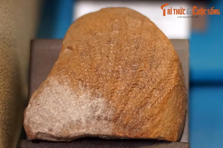 Hóa thạch thực vật lớp Tuế (Cycadopsida), thu thập ở vùng Buôn Ea Sup, Đắk Lắk.