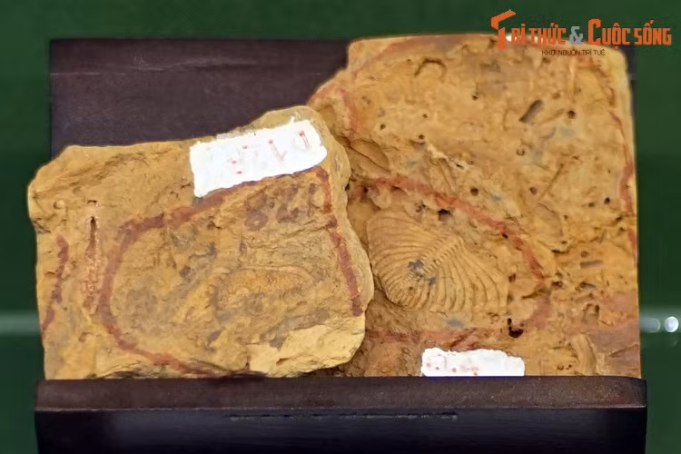 Hóa thạch loài Cromus aff. beaumonti, thu thập ở đồi 105, Cam Lộ, Quảng Trị. Cromus là một chi bọ ba thùy trong họ Encrinuridae, tồn tại trong thời kỳ thượng Silur, hơn 400 triệu năm trước.