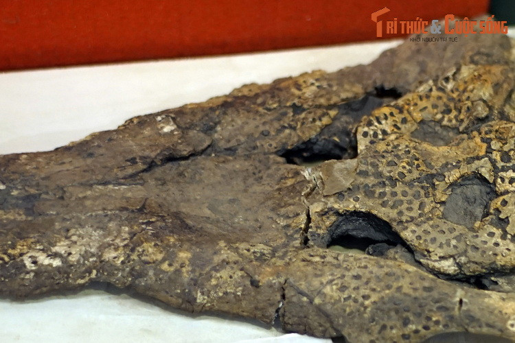 Hóa thạch xương cá sấu cá thể non, niên đại 33,7-23,5 triệu năm trước, thu thập ở mỏ than Na Dương, Lộc Bình, Lạng Sơn.