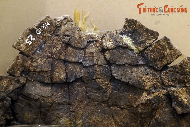 Hóa thạch một loài rùa thuộc họ Rùa đầm (Geoemydidae), niên đại 33,7-23,5 triệu năm trước, thu thập ở mỏ than Na Dương, Lộc Bình, Lạng Sơn.