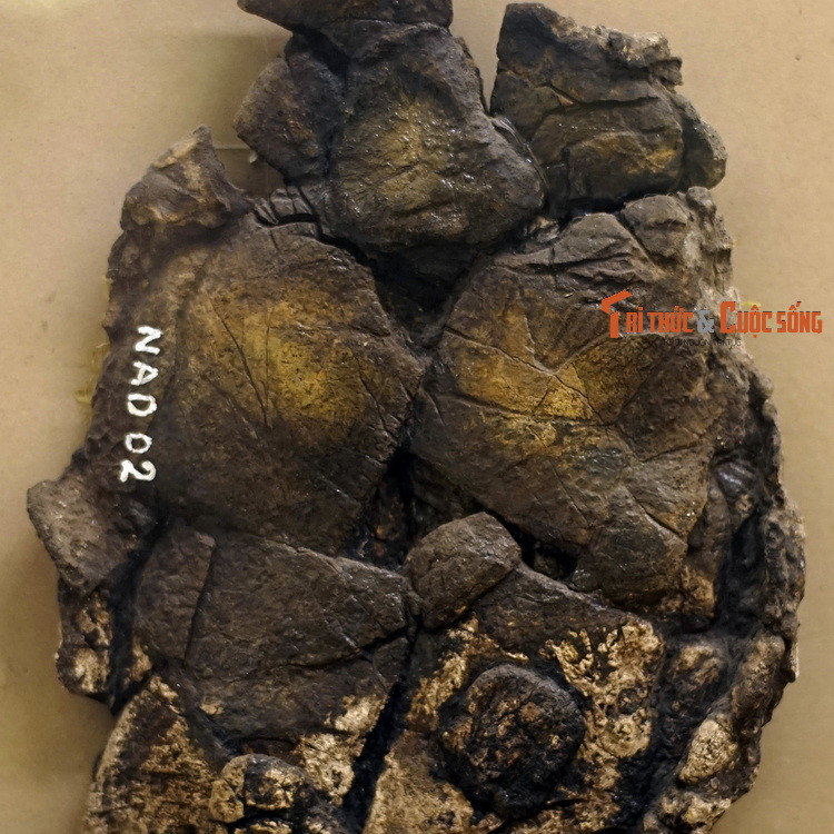 Hóa thạch một loài rùa thuộc họ Ba ba (Triomychidae), niên đại 33,7-23,5 triệu năm trước, thu thập ở mỏ than Na Dương, Lộc Bình, Lạng Sơn.