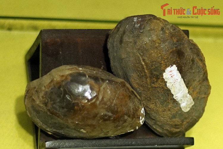 Hóa thạch động vật hai mảnh vỏ thuộc chi Hyriopsis, thu thập ở mỏ than Na Dương, Lộc Bình, Lạng Sơn. Chi Hyriopsis gồm trai điệp và các loài họ hàng gần gũi, nằm trong họ Unionidae.