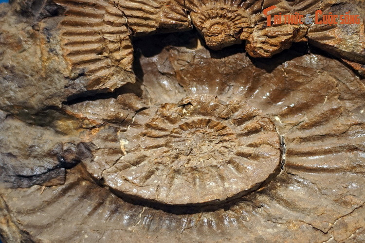 Hóa thạch loài Dalaticeras flexuosum, thu thập ở vùng thác Đrây H'Linh, Đắk Lắk. Chi Dalaticeras gồm những loài cúc đá được tìm thấy ở hệ tầng Đắc Krông, bồn Đà Lạt, khoảng 150-200 triệu năm trước.