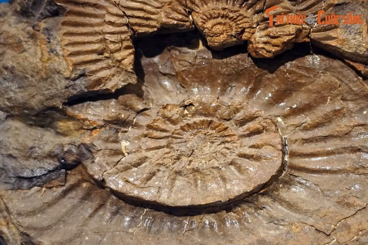 Hóa thạch loài Dalaticeras flexuosum, thu thập ở vùng thác Đrây H'Linh, Đắk Lắk. Chi Dalaticeras gồm những loài cúc đá được tìm thấy ở hệ tầng Đắc Krông, bồn Đà Lạt, khoảng 150-200 triệu năm trước.