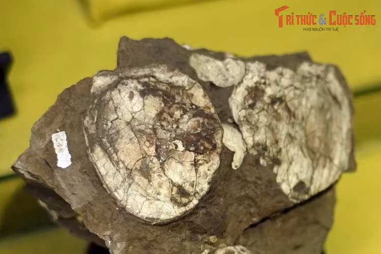 Hóa thạch loài động vật hai mảnh vỏ thuộc chi Cuneopsis, họ Trai cánh (Unionidae), thu thập ở Rinh Chùa, Lộc Bình, Lạng Sơn.