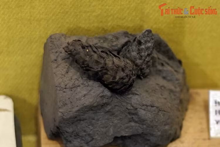 Hóa thạch quả thông, thu thập ở xã Hòa Bình, TP Kon Tum, tỉnh Kon Tum.