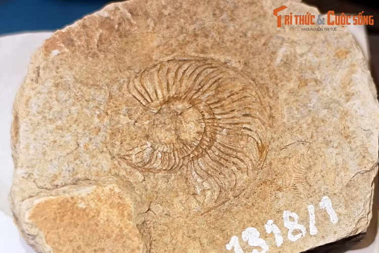 Hóa thạch loài Planammatoceras planinsigne, thu thập ở gần làng Tà Lài, Đồng Nai. Planammatoceraslà một chi cúc đá sống vào khoảng 170-180 triệu năm trước.