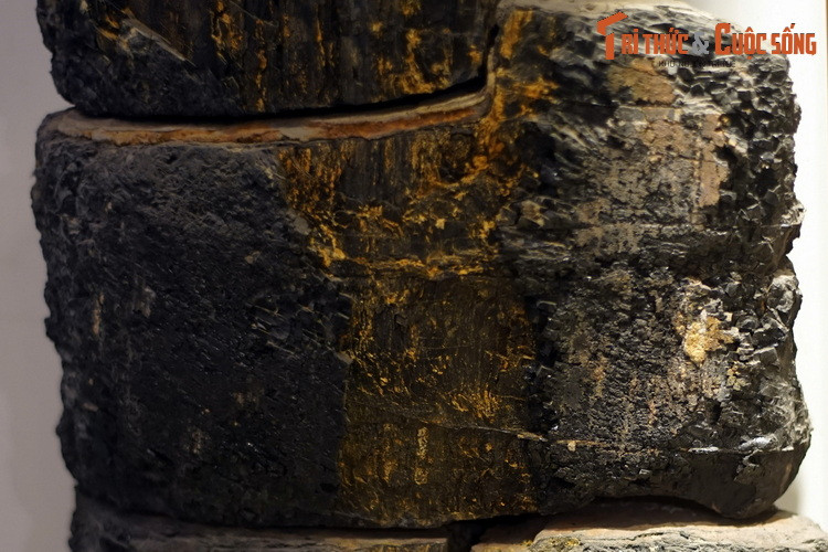 Gỗ hóa than của loài thực vật Quercoxylon ogurai, niên đại 23,5-5,3 triệu năm trước, thu thập ở đảo Bạch Long Vĩ, Hải Phòng. Chi Quercoxylon gồm những loài thực vật đã tuyệt chủng thuộc họ Sồi (Fagaceae).