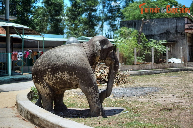 Cặp voi đá này được đặt đối xứng nhau ở trung tâm thành cổ, gồm một voi lớn và một voi nhỏ. Trong đó, voi lớn cao tới 2 mét, dài 2,4 mét, rộng 1 mét, đặt trên chân đế, được coi là tượng voi lớn nhất từng được biết tới của điêu khắc Chăm.
