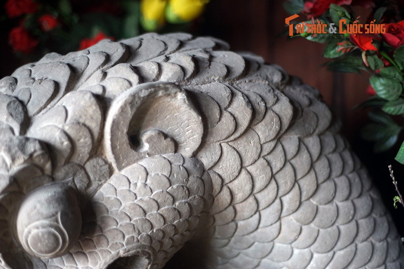 Đôi mắt rồng tròn, lồi ra ngoài, hai vành tai nổi lên hai bên đầu phía trên mang. Tai bên phải đặc, tai trái có một lỗ nhỏ khá sâu.