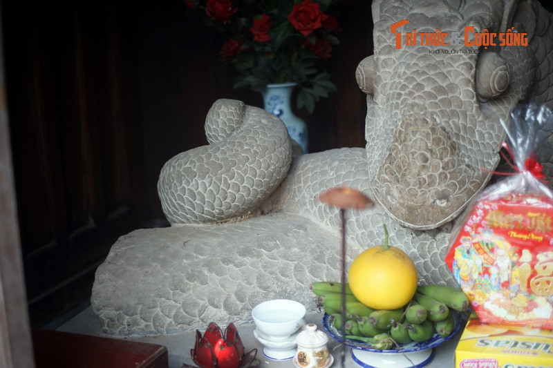 Phần thân đuôi có một hàng vây lớn chạy dọc sống lưng, phía cuối đuôi uốn cong hình xoắn ốc như muốn vận công lực bẻ quặt đuôi lên phía trước để ghì chặt lấy phần thân đầu phía dưới.