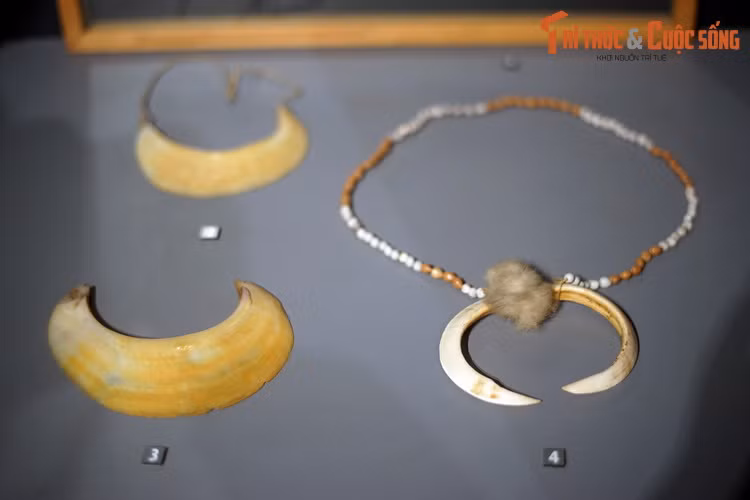 Bên trái: Trang sức đeo cổ làm từ võ trai ngọc (Pinctada maxima), cũng được sử dụng như tiền tệ ở Papua New Guinea thời xưa. Chúng được gọi là kina - nguồn gốc tên gọi đơn vị tiền tệ Papua New Guinea hiện đại. Bên phải: Chuỗi hạt đeo cổ làm từ nanh lợn rừng, hạt ý dĩ, lông mao.