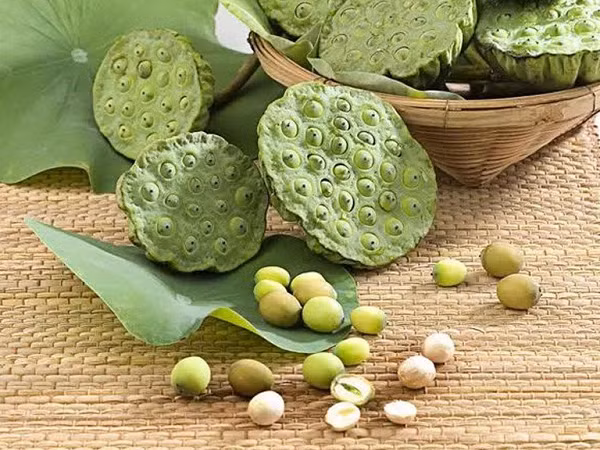 Điều khiến các chuyên gia quan tâm hơn nữa chính là phương pháp bảo quản của người xưa. Không rõ bằng cách nào họ có thể giữ những hạt sen hơn 1.000 tuổi mà không bị phân hủy.