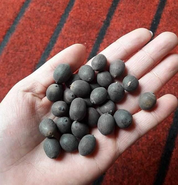 Bên cạnh đó có thể cải thiện tình trạng di tinh, mộng tinh ở nam giới hay bệnh tiêu chảy, mất ngủ, chậm tiêu, đầy bụng, ăn kém, chữa khát do sốt cao, mất nước.