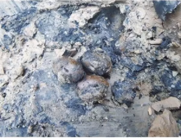 Chúng chỉ to bằng hạt lạc, bề ngoài nhẵn bóng, có màu nâu đen. Có người bóc thử ra xem thì phát hiện đây là hạt sen, khi ăn rất bùi và ngọt. Sau khi biết chuyện, một nhóm chuyên gia đã tới xem xét và phân tích.