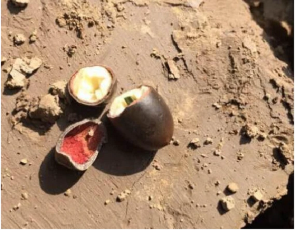 Họ vô cùng bất ngờ khi những hạt sen này đã có tuổi đời lên tới hơn 1200 năm, từ thời nhà Tống. Đây có thể xem là những hạt sen lâu đời nhất được tìm thấy ở Trung Quốc, với các chuyên gia chúng có thể coi như "báu vật nghìn năm".