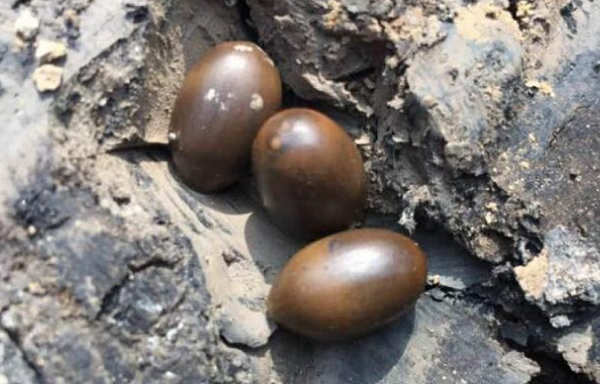 Tuy những hạt sen cổ này không bán được nhiều tiền nhưng đối với các nhà khảo cổ, chúng cũng giống như các di tích văn hóa có giá trị nghiên cứu rất cao.