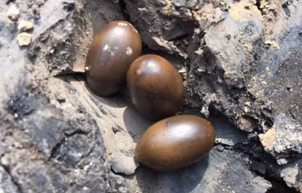 Tuy những hạt sen cổ này không bán được nhiều tiền nhưng đối với các nhà khảo cổ, chúng cũng giống như các di tích văn hóa có giá trị nghiên cứu rất cao.